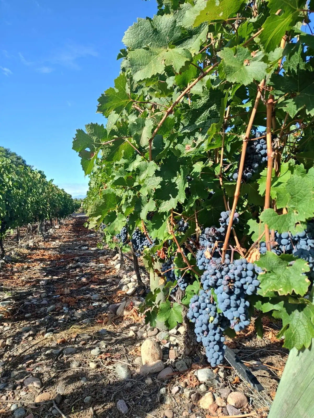 Viñedos de Mendoza